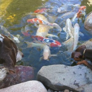 Fish in a backyard pond after pond cleaning