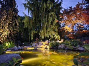 A koi pond lit up at sunset with a weeping willow hanging over pond installation and care