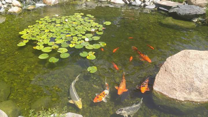 Koi fish in a pond with lily pads proper pond maintenance