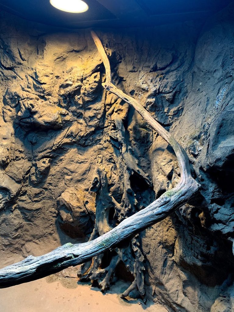 reptile background custom enclosure